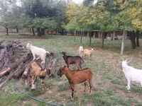 Goats (batch, sex not specified), Goats — photo 1