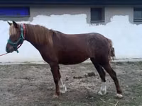فرس, Welsh Cob — الصورة 5