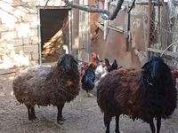 Oveja, Karabakh sheep — foto 5