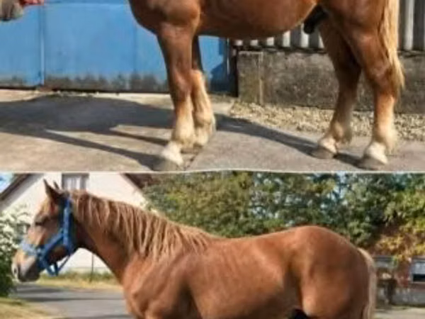 Horse (M), Horses