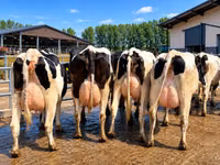 Cow, Holstein breed — photo 1