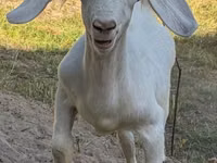 Cabro, Russian White goat — foto 1