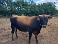 Bull, Jersey breed — photo 3