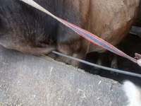 Cow, Alatau breed — photo 3