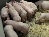 Pigs (batch, sex not specified) — photo 4