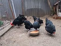 ऑस्ट्रेलॉर्प — फ़ोटो 3