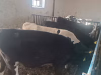 公牛, Cattle — 照片 4