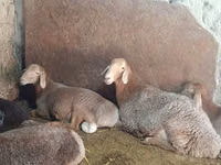 母羊, Afghan Arabi sheep — 照片 4