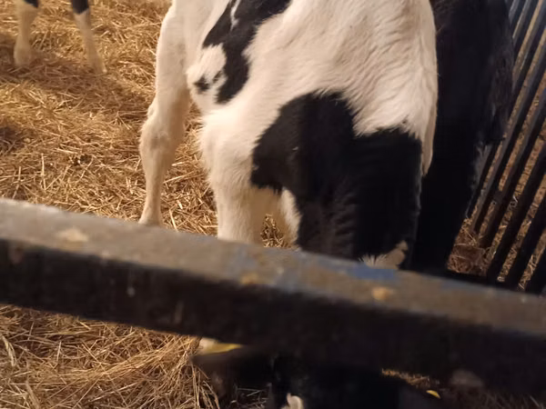 Bull, Russian Black pied cattle