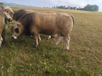 ثور, Aubrac cattle — الصورة 2