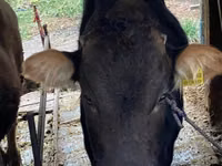 Bull, Cattle — photo 2