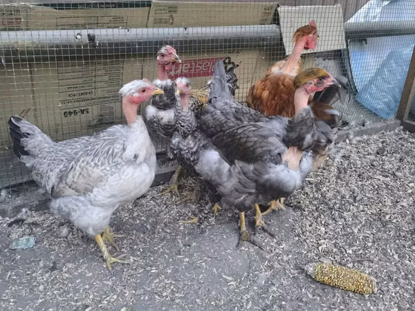 Chickens