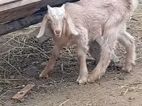 Billy Goat, Damask goat — photo 2