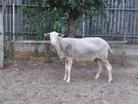 Sheep, Lacaune sheep — photo 1