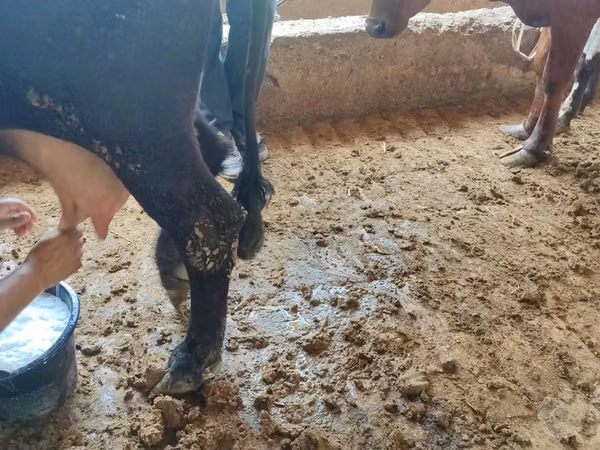 Vaca, Ganado vacuno