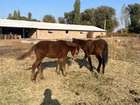 Horse (M), Horses — photo 6