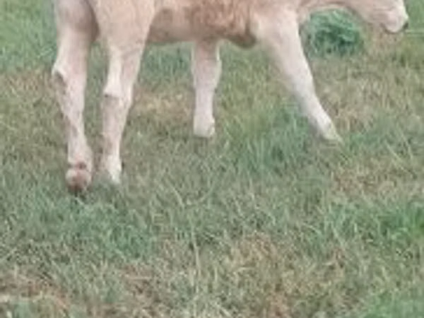 母牛, Charolais cattle