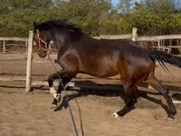 Horse (M), Hanoverian — photo 5