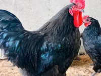 Australorp — Foto 4