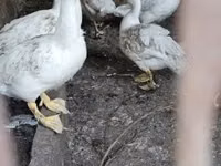 Ducks — photo 1