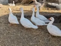 Ducks — sawirka 4