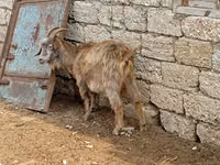 Goats (batch, sex not specified), Goats — photo 4