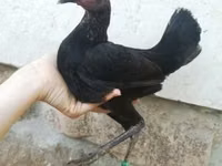 现代斗鸡 — 照片 3