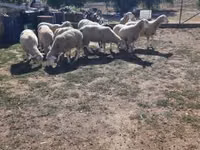 公羊, Ile-de-France sheep — 照片 2