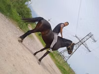 公马, Standardbred — 照片 2
