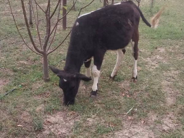 بقرة, Swedish red cattle