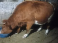 Cow, Latvian Blue cattle — photo 4