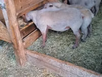 公羊, Rouge de l’Ouest sheep — 照片 1