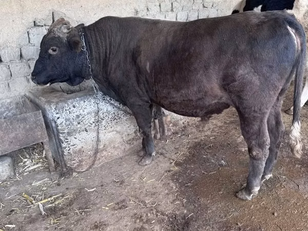 गाय, गोलस्टीन नस्ल