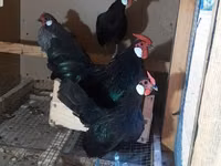 Chickens — picha 1