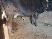 Vaca, Ganado vacuno — foto 4