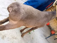 मेढ़ा, Hissar sheep — फ़ोटो 3