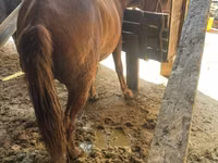 Faras dhaddig, Horses — sawirka 2