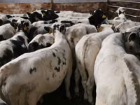 Rinder (Partie, Geschlecht nicht angegeben), Simmental cattle — Foto 2