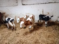 Ng'ombe (kikundi, jinsia haijatajwa), Simmental cattle — picha 5