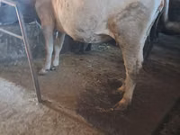 Toro, Ganado vacuno — foto 1