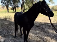 Pferde (Partie, Geschlecht nicht angegeben), American shetland pony — Foto 6