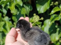 Chickens — 照片 5