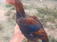 Chickens — 照片 4
