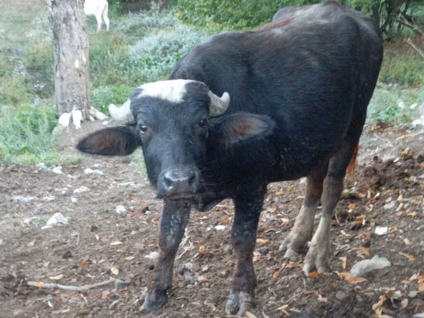 Bull, African Buffalo