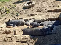 Schweine (Partie, Geschlecht nicht angegeben) — Foto 3