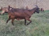 Mbuzi jike, Alpine goat — picha 5