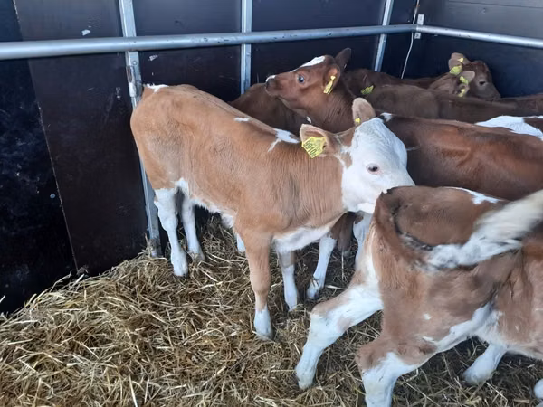 ثور, Simmental cattle