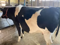 Cow, Holstein breed — photo 1