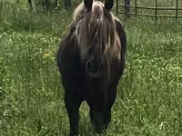 Faras, Rocky Mountain Horse — sawirka 4