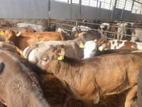 Ng'ombe dume, Simmental cattle — picha 7